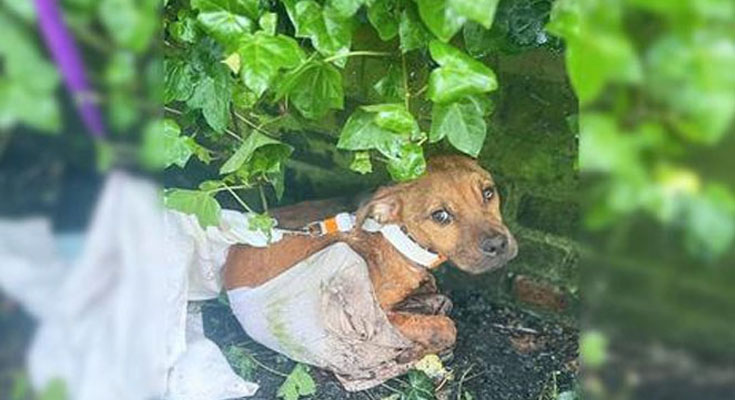 Abandoned Dog Covered In Wounds Was Desperately Crying After His Cruel Owners Tied Him To A Fence