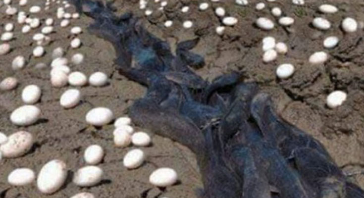 Farmer Finds Hundreds Of Strange Eggs In His Crops – But When They Hatch, He Bursts Into Tears