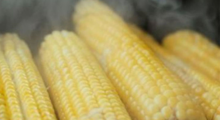 How Long Does It Take to Boil Corn on the Cob to Get Ideal Cooking?