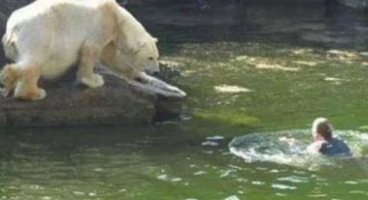 A 32-year-old woman was attacked by a polar bear after she jumped into their enclosure at the Berlin Zoo.