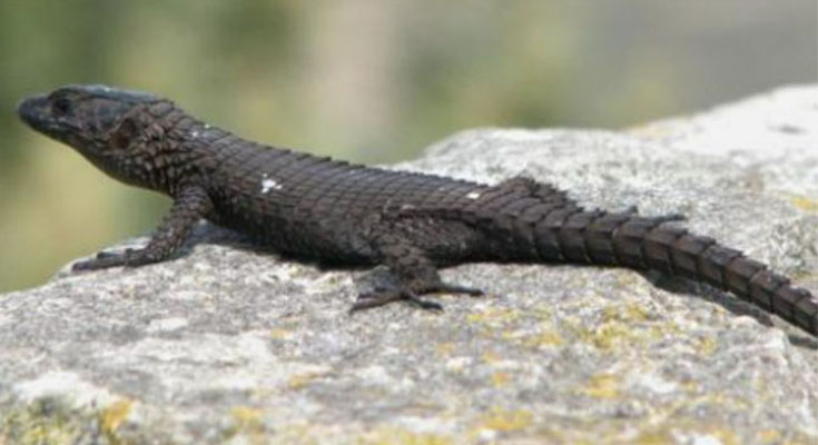 A Young Girl Thought She Found A Lizard- When Vet Sees It, He Couldn’t Believe His Eyes