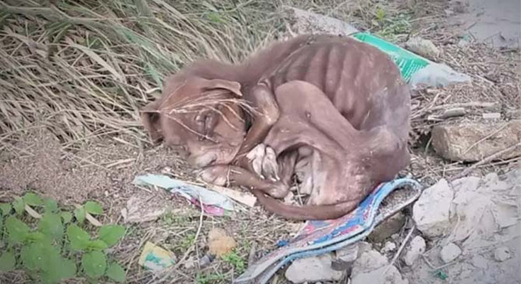 The Poor Abandoned Dog Trembled In Search Of Life And A Forever Home When It Was Abandoned By Its Cruel Owner ‎