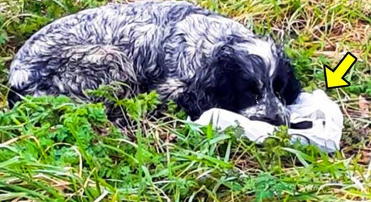 Mother Dog Sat Beside a Strange Bag & Wouldn’t Stop Crying. Man Checked It & Was So Shocked To See..