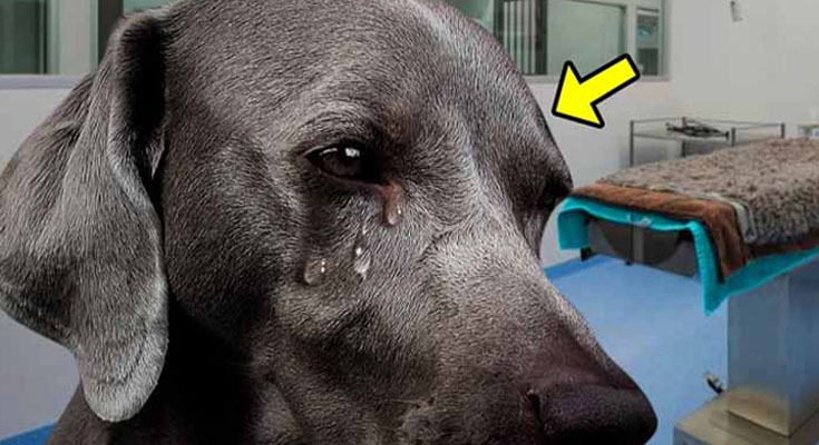 This Dog Cried When Vet Said He Had Only 1 Hour to Live. Then the Unthinkable Happened