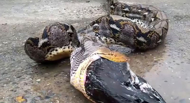 Farmer Spots Large Python Spitting Up His Meal, Devastated When He Realizes Who Is Missing