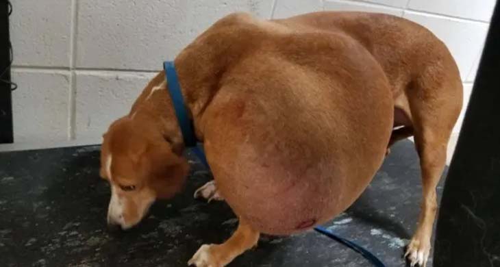 Local Shelter Stunned By Dog’s Condition But Here’s How She Looks Like Now After Being Given 2nd Chance