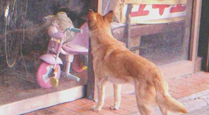 Dog Goes to Closed Store Daily then Leaves, One Evening Poor Boy Notices and Follows It