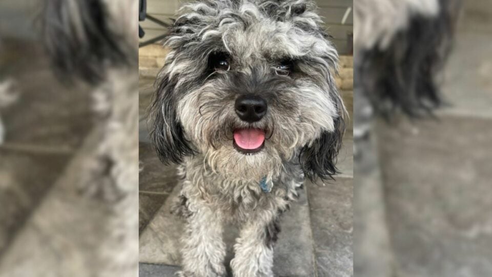 Woman From Indiana Took Her Dog To A Groomer Only To Later Realize Something Went Wrong