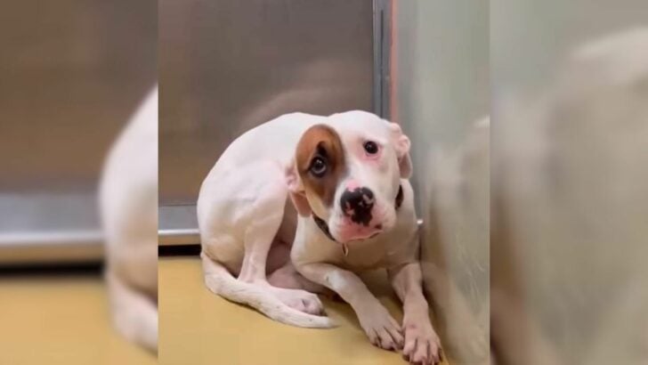 Fearful Dog That Can’t Stop Shaking In Her Kennel Leaves Rescuers Heartbroken
