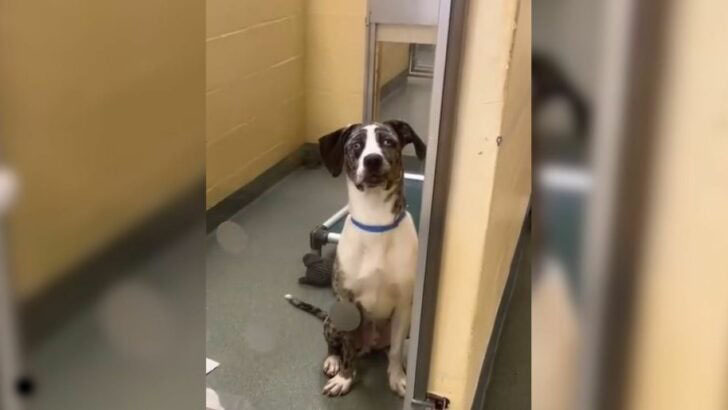 Tears As Pup And His Sister Return To Florida Shelter Just 24 Hours After Adoption