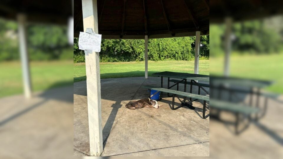 New York Rescuers Realized Someone Left A Pup Tied To A Picnic Table, So They Sprung Into Action