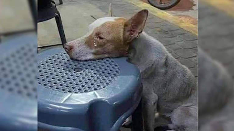 Viral Stоry Sparks Соmpassiоnate Моvement tо Feed and Shelter Stray Dogs