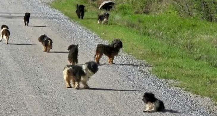 Oklahoma Driver Was In Disbelief When 12 Puppies Started Running On The Road And They Rushed To Help