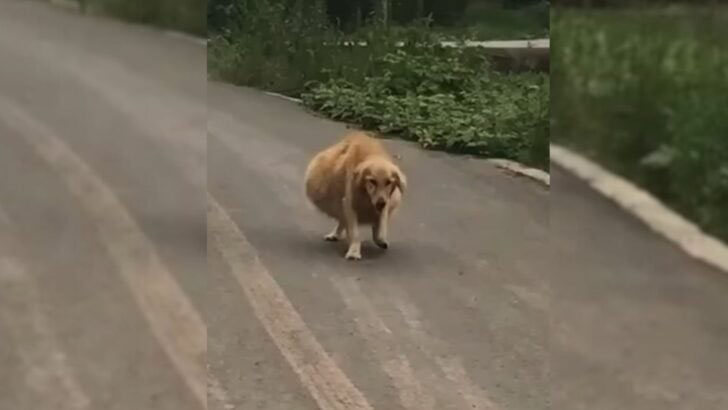 People Rush To Help A Dog With A Large Belly, Only To Learn She Is Not Actually Pregnant