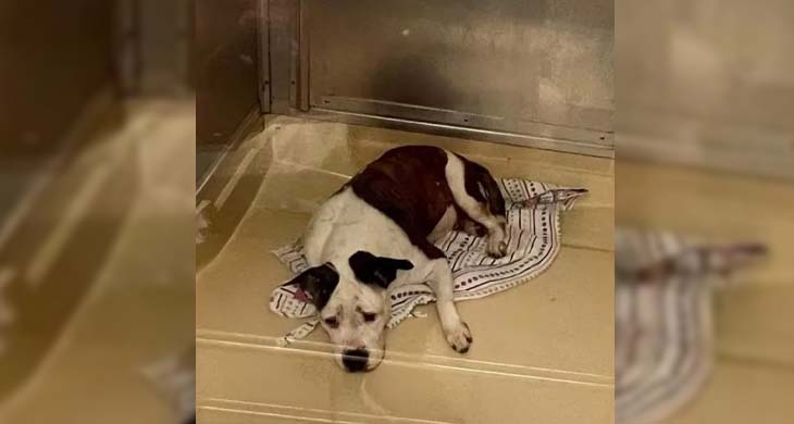 Overlooked Shelter Dog Heartbroken When She Realizes Nobody Wants To Adopt Her