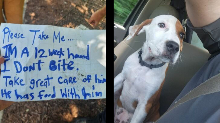 California Man Saw A Pup In A Crate With A Sad Note, So He Quickly Intervened