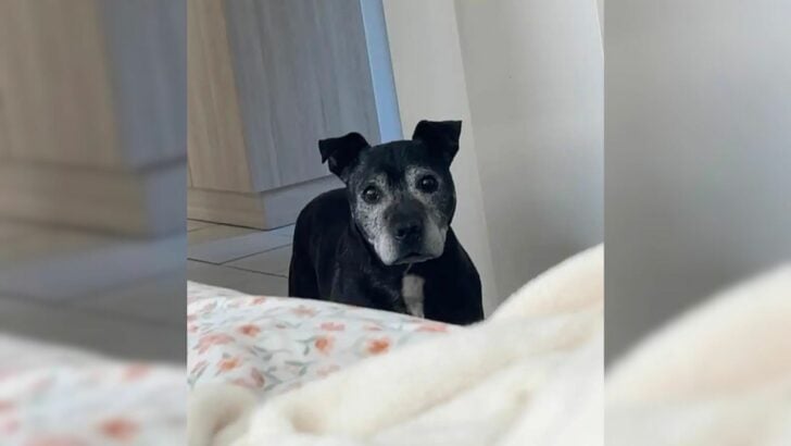 Woman Opened The Front Doors Of Her Apartment And Soon Realized That She Had An Unusual Guest