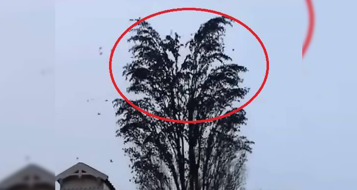 He was just filming a tree. But at 0:18 something happened that he will remember for a long time!
