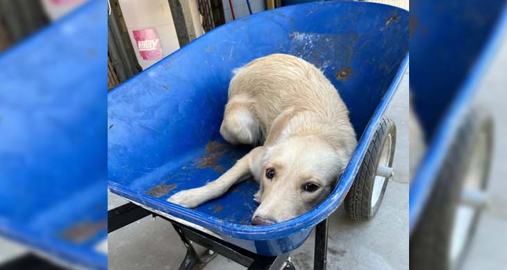 Dog Taken In A Wheelbarrow To Be Put Down Gets A Second Chance 