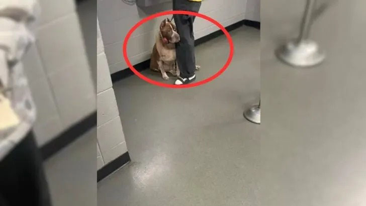 Dog’s Reaction Breaks Hearts Upon Realizing His Owner Is Leaving Him At A North Carolina Shelter