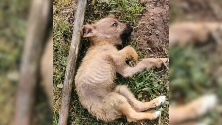 Tiny Malnourished Pup Abandoned In A Landfill By His Owners Desperately Needs Help