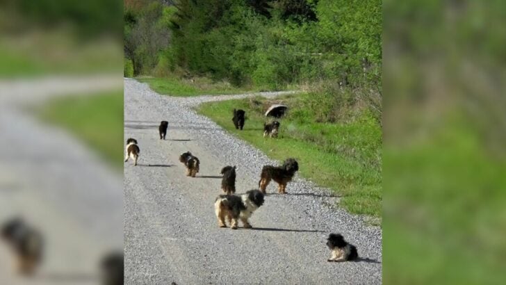 Oklahoma Driver Was In Disbelief When 12 Puppies Started Running On The Road And They Rushed To Help