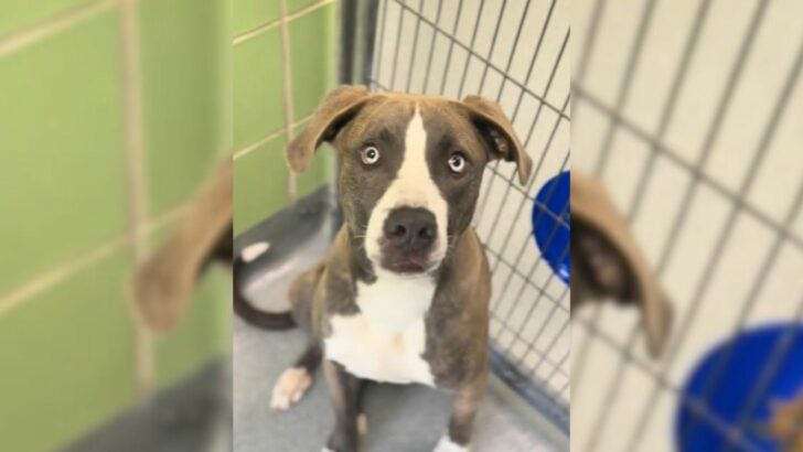 Texas Shelter Staff Were Heartbroken For This Pup Who Was Sent Back To Shelter Before Her Birthday