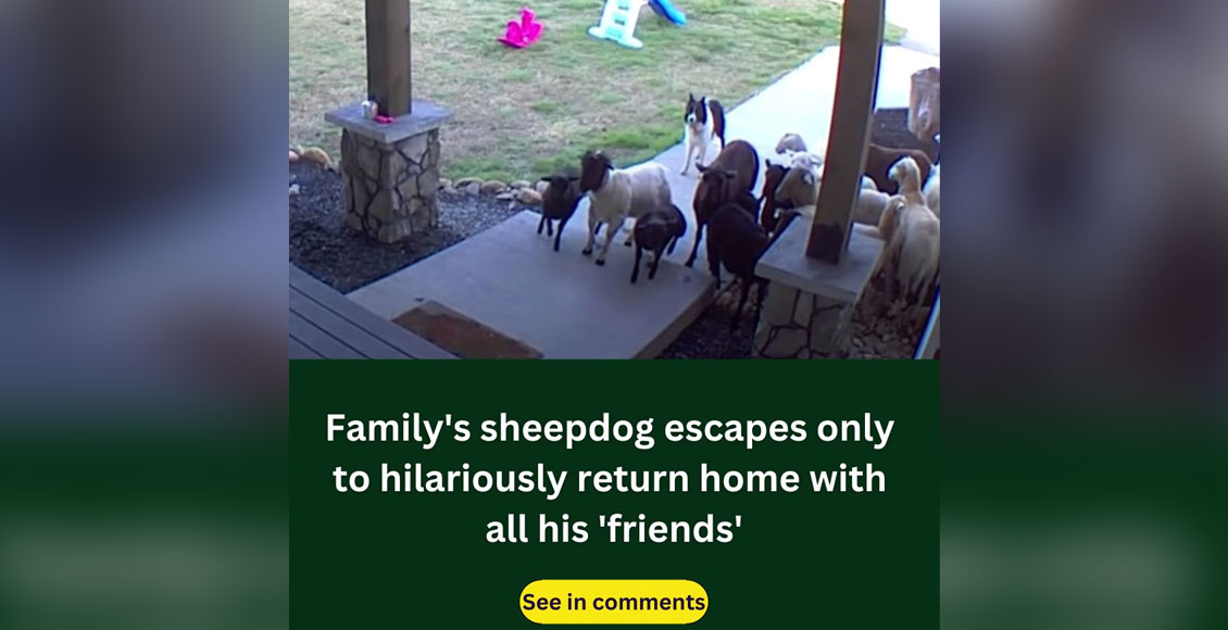 Missing sheepdog returns with a heartwarming surprise