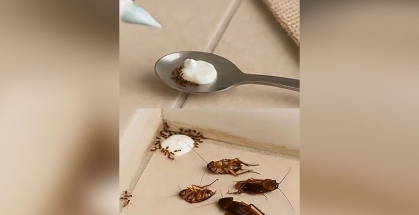 Natural Homemade Repellent to Keep Flies, Mosquitoes, and Cockroaches Away