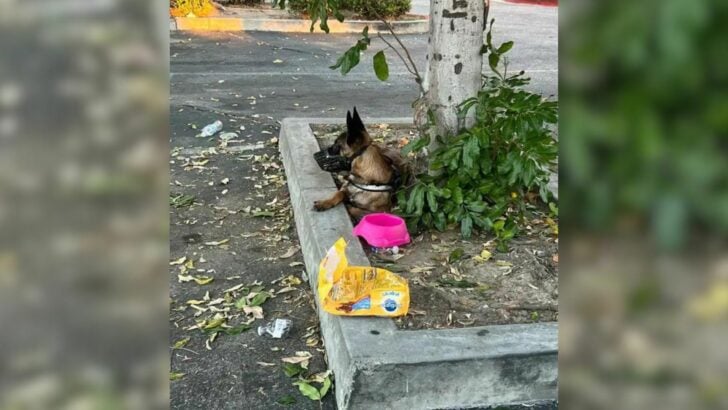Brokenhearted Pup Left Tied To Tree In California Parking Lot With Only A Bag Of Food