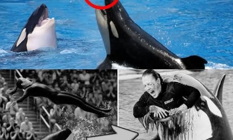 The horrifying final moments of whale trainer Jessica Radcliffe have been captured on camera.