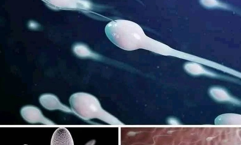 !!! Studies reveal that swallowing