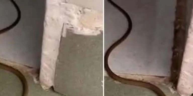 When a Snake Enters Your Home: What It Really Means and What You Should Do