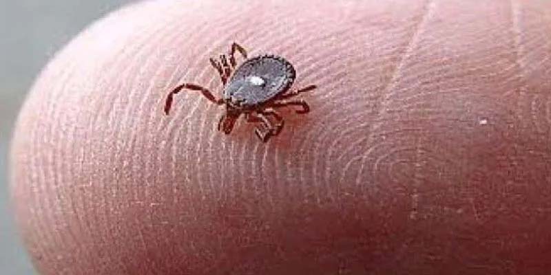 The Tiny Spotted Parasite That Could Change Your Life and the Urgent Steps You Must Take After a Bite